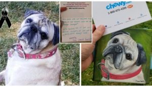 Tras morir su perro pide reembolso por la comida que le sobró y recibe el más hermoso homenaje