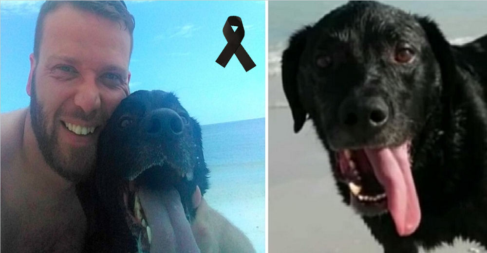 Un inofensivo día en la playa se convirtió en la peor pesadilla acabando con la vida de su perro Un inofensivo día en la playa se convirtió en la peor pesadilla acabando con la vida de su perro