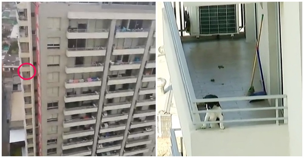 Denuncian a la mujer que mantiene a su perro noche y día en un balcón del piso 17 sin protección Denuncian a la mujer que mantiene a su perro noche y día en un balcón del piso 17 sin protección