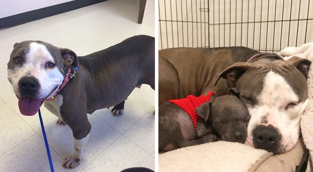 Esta mamá sufrió al perder a todos sus cachorros, pero alguien llegó para alegrar su tristeza