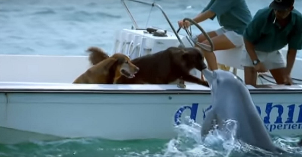 Delfín salta a un bote en altamar y le da un beso a un perro desprevenido