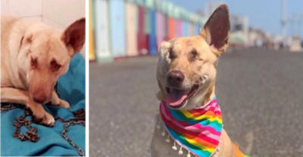 Maggie, la perrita embarazada que recibió 17 impactos y fue abandonada a su suerte Maggie, la perrita embarazada que recibió 17 impactos y fue abandonada a su suerte