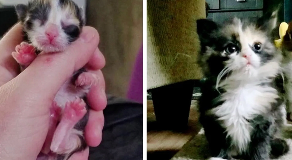 Rechazada al nacer, esta pequeñita encuentra a alguien dispuesto a amarla Rechazada al nacer, esta pequeñita encuentra a alguien dispuesto a amarla