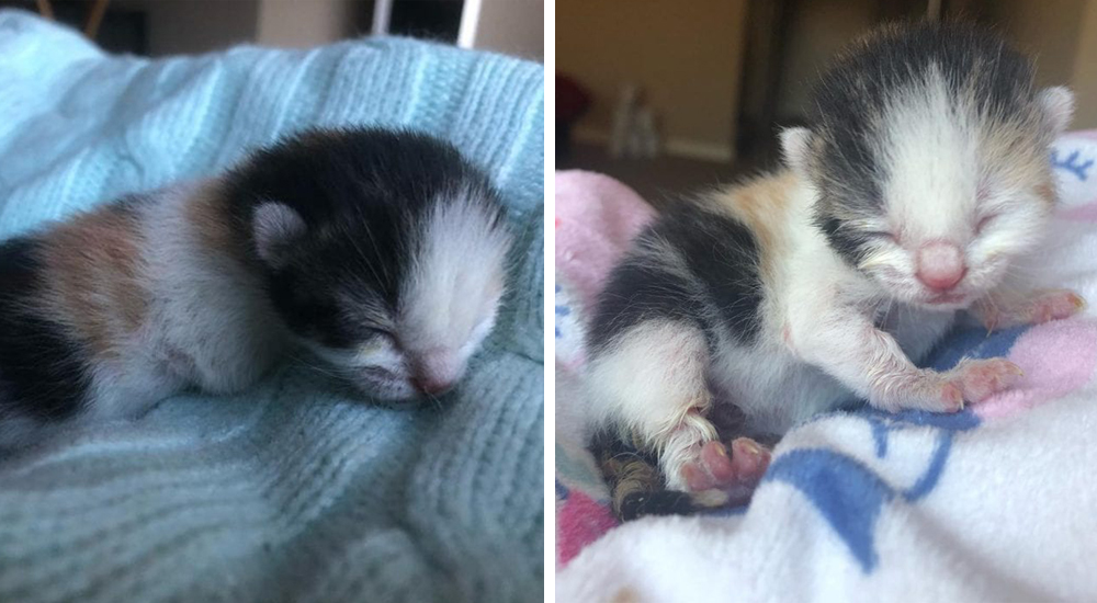 Un gatito de un día de nacido logra vencer las adversidades y se convierte en sobreviviente Un gatito de un día de nacido logra vencer las adversidades y se convierte en sobreviviente