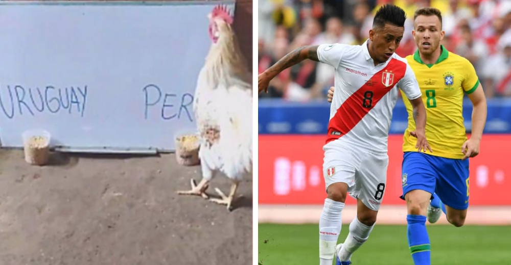 Una gallina vidente revela quién ganará la Copa América Una gallina vidente revela quién ganará la Copa América