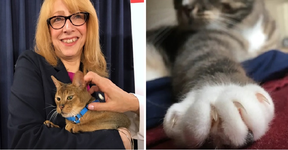 Logran hacer historia con esta nueva ley que protege a los gatitos para que no remuevan sus uñas Logran hacer historia con esta nueva ley que protege a los gatitos para que no remuevan sus uñas