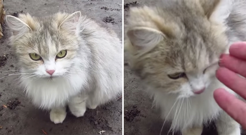 Una gatita muy embarazada grita como más puede pidiendo ayuda, después la suerte le sonríe Una gatita muy embarazada grita como más puede pidiendo ayuda, después la suerte le sonríe