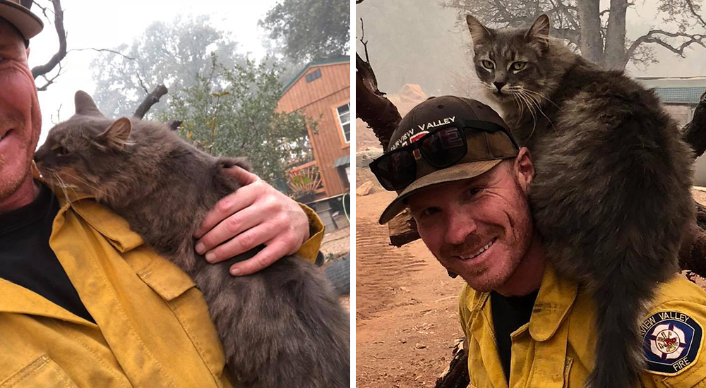 Un bombero arriesga su vida por salvar a una gata de un incendio y se vuelven inseparables Un bombero arriesga su vida por salvar a una gata de un incendio y se vuelven inseparables