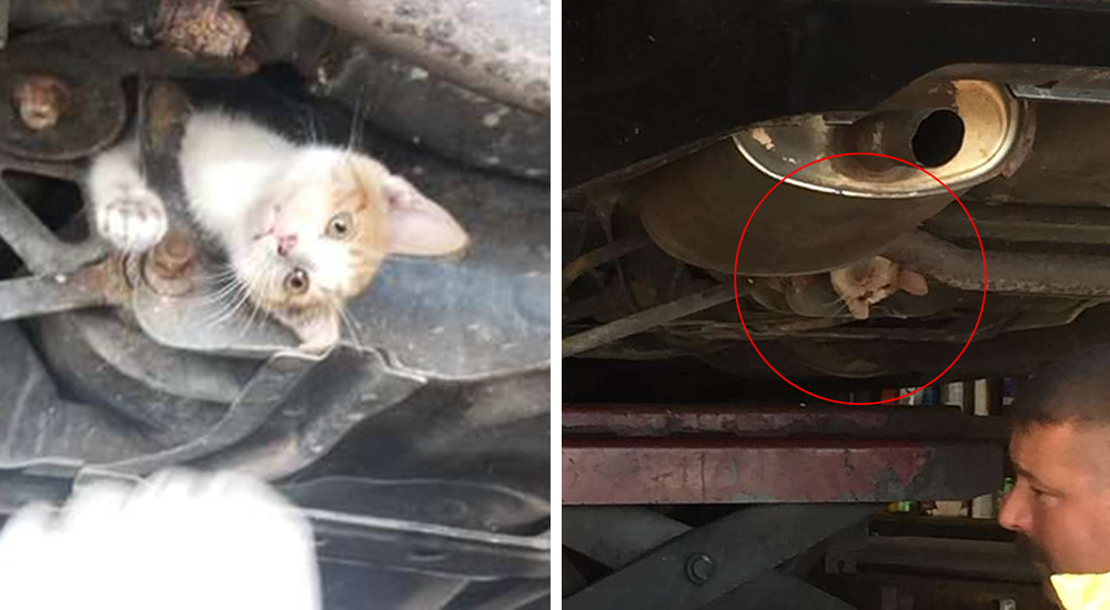 Un gatito perdido de alguna manera se queda atascado bajo el chasis del auto de alguien Un gatito perdido de alguna manera se queda atascado bajo el chasis del auto de alguien