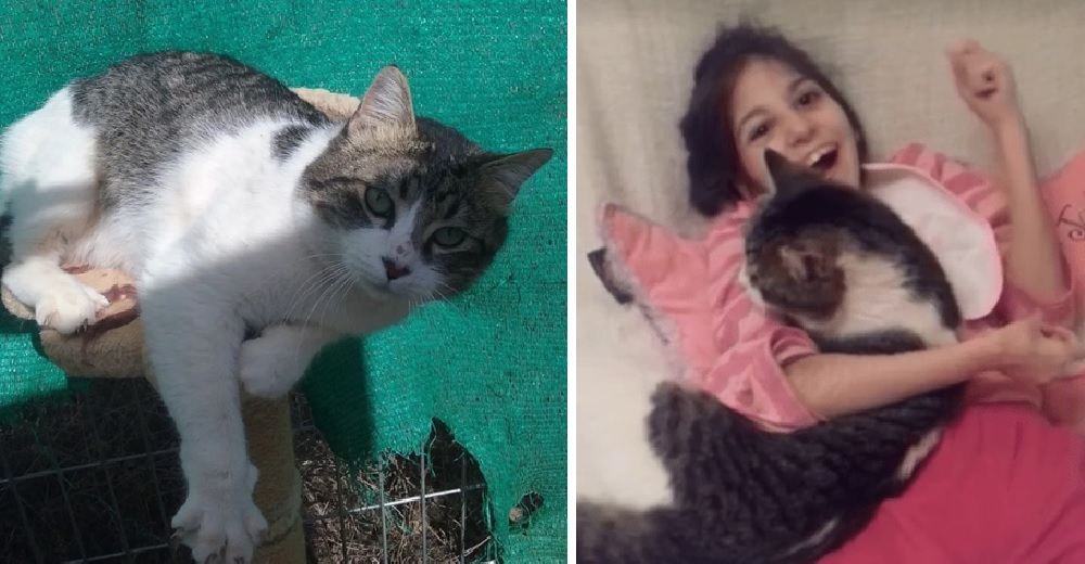 Gatito rechazado por muchos finalmente halla el amor junto a una niña de necesidades especiales Gatito rechazado por muchos finalmente halla el amor junto a una niña de necesidades especiales