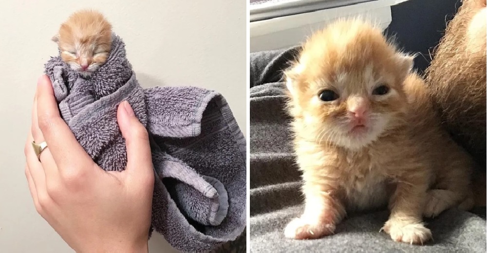 Gatito diminuto que entraba en una caja de pañuelos da un gran cambio gracias al amor Gatito diminuto que entraba en una caja de pañuelos da un gran cambio gracias al amor
