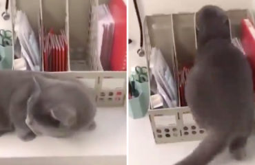 Gato se oculta del veterinario