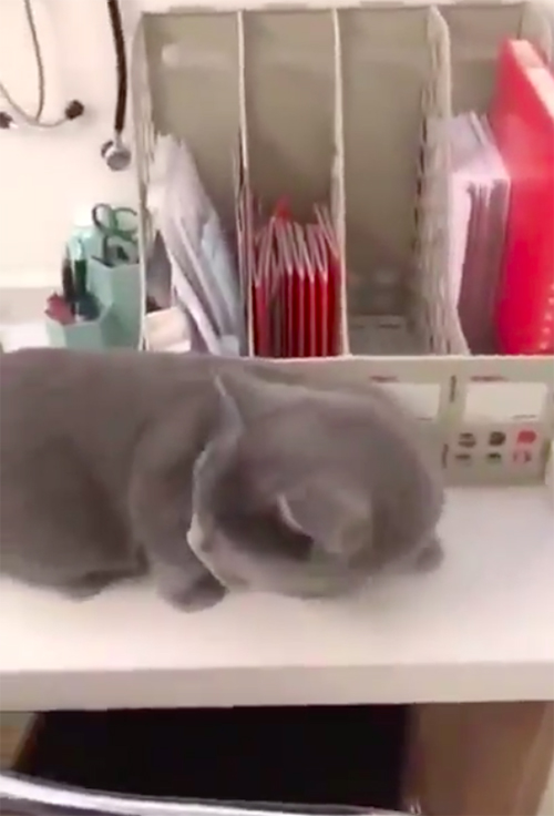 Gato se oculta del veterinario