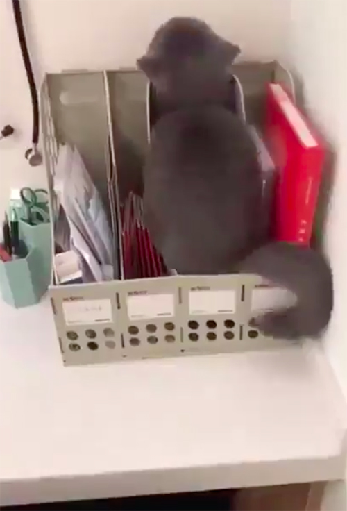 Gato se oculta del veterinario