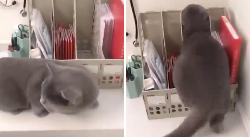 Un gato escoge este minúsculo e improbable lugar para tratar de esconderse del veterinario Un gato escoge este minúsculo e improbable lugar para tratar de esconderse del veterinario