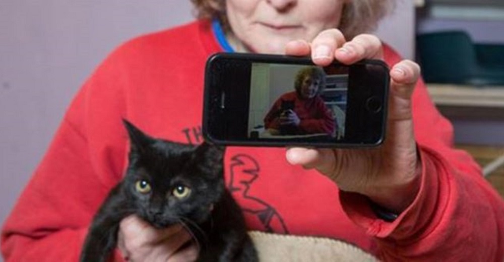 Advierten la alarmante situación con los gatos negros de los refugios: nadie los quiere adoptar Advierten la alarmante situación con los gatos negros de los refugios: nadie los quiere adoptar