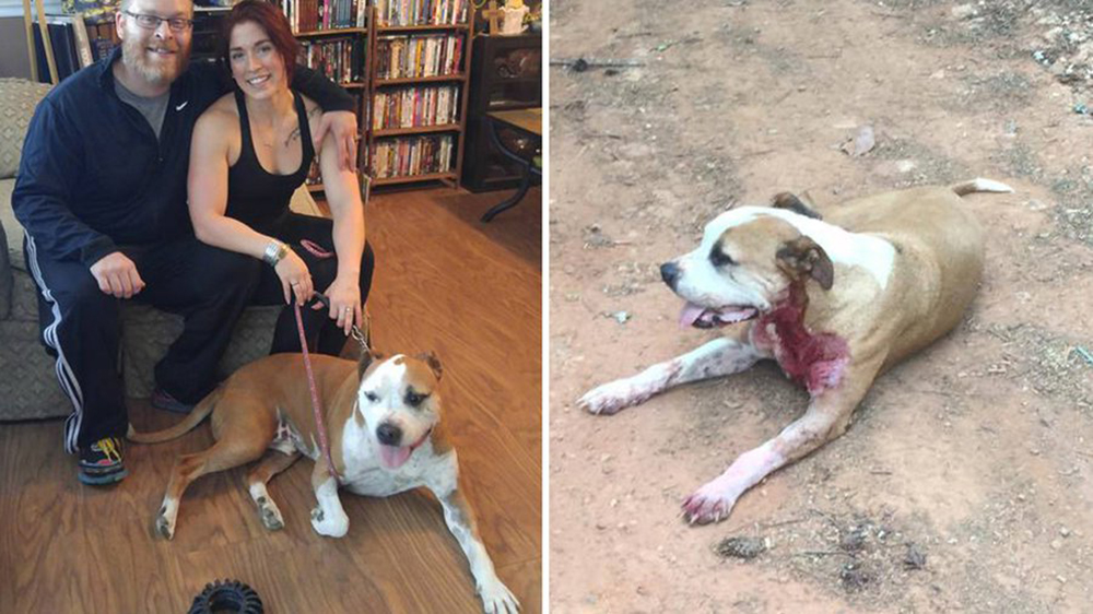 Pitbull callejero descubre que una mujer desconocida está en grave peligro y actúa Pitbull callejero descubre que una mujer desconocida está en grave peligro y actúa