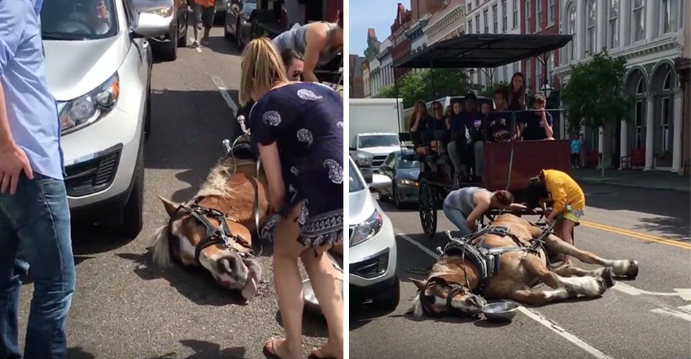 El vídeo de un caballo colapsado de agotamiento por exceso de trabajo bajo el sol se hace viral El vídeo de un caballo colapsado de agotamiento por exceso de trabajo bajo el sol se hace viral