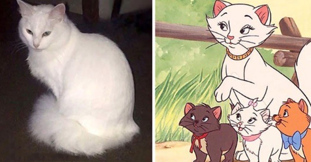 Duquesa, la gatita blanca adoptada que sorprendió al mundo dando a luz a todos los «Aristogatos» Duquesa, la gatita blanca adoptada que sorprendió al mundo dando a luz a todos los «Aristogatos»