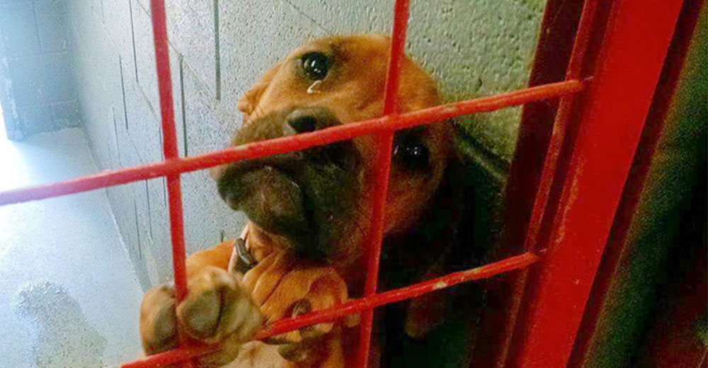 Por fin secan las lágrimas de la perrita que lloraba cada noche porque nadie la adoptaba