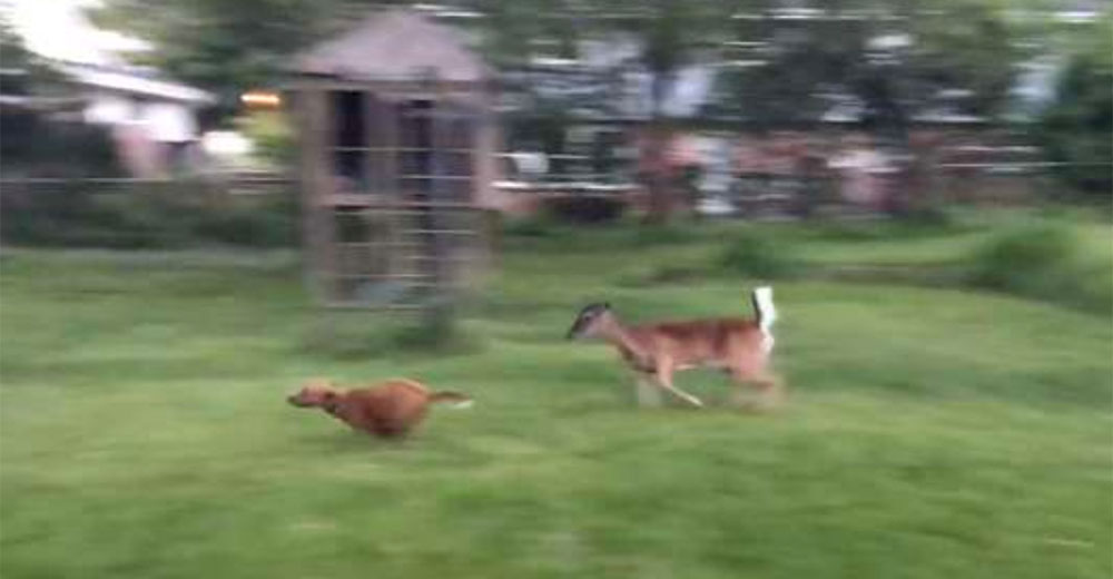 Venado salta una cerca para jugar con un perro pero muchos discuten sobre sus reales intenciones Venado salta una cerca para jugar con un perro pero muchos discuten sobre sus reales intenciones