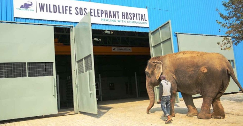 Inauguran el primer hospital con tecnología de punta para elefantes que han sufrido maltratos Inauguran el primer hospital con tecnología de punta para elefantes que han sufrido maltratos