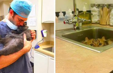 Just Cats Clinic