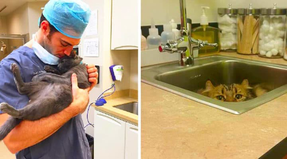 Una clínica veterinaria pagará a una persona por abrazar a los gatos todo el día Una clínica veterinaria pagará a una persona por abrazar a los gatos todo el día