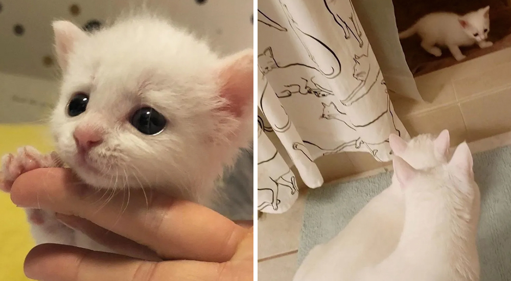 Un gatito sordo fue adoptado por otros 2 gatos sordos y su vida cambió para siempre Un gatito sordo fue adoptado por otros 2 gatos sordos y su vida cambió para siempre