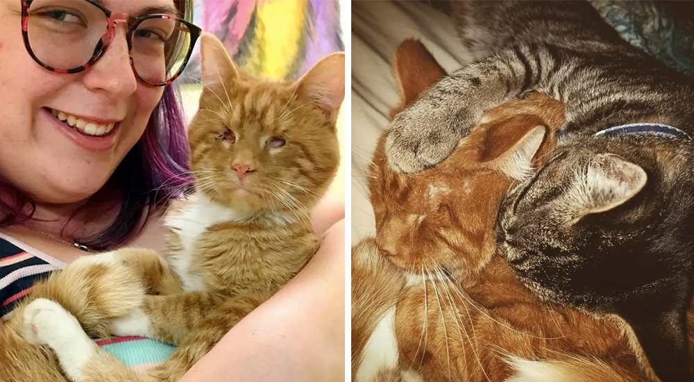 Un gatito que nació sin ojos consigue finalmente la familia que lo acepta tal cual es Un gatito que nació sin ojos consigue finalmente la familia que lo acepta tal cual es