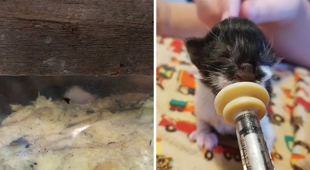 Gatitos nacen en material aislante y la única superviviente se roba el corazón de millones Gatitos nacen en material aislante y la única superviviente se roba el corazón de millones
