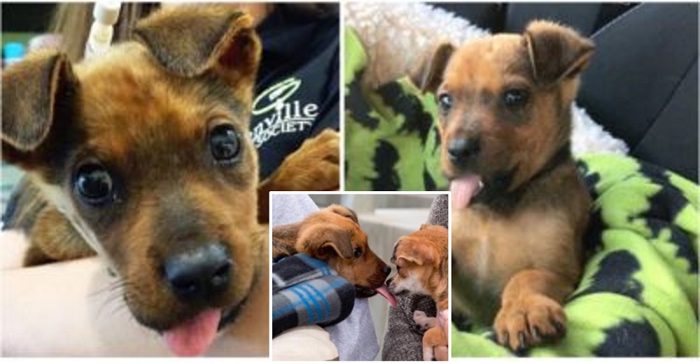 Este adorable cachorro no dejaría que su mandíbula rota le impidiera besar a quienes lo cuidaron Este adorable cachorro no dejaría que su mandíbula rota le impidiera besar a quienes lo cuidaron