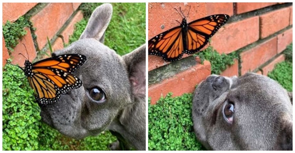 Este perrito se hizo amigo de una mariposa, y por un momento el mundo fue perfecto