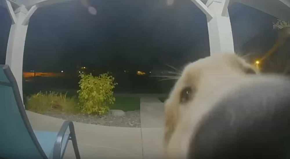 Un cachorro se escapa de casa y descubre la mejor forma para que lo dejen entrar de nuevo Un cachorro se escapa de casa y descubre la mejor forma para que lo dejen entrar de nuevo