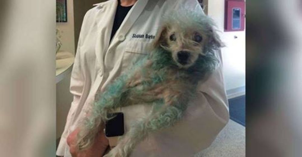 Encuentran a un perrito vagando solito por las calles con el pelaje azul y parcialmente ciego Encuentran a un perrito vagando solito por las calles con el pelaje azul y parcialmente ciego