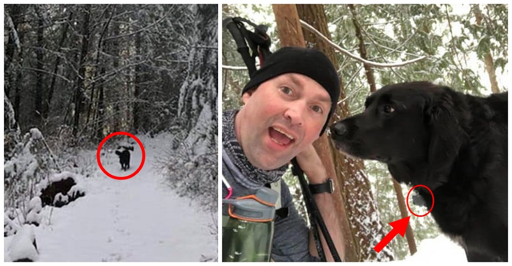 Una perrita sigue a excursionistas en el bosque, después ven un mensaje escrito en su medalla