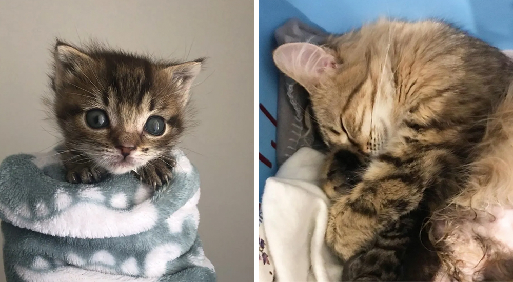 Perdió a casi todos sus gatitos, pero con un poco de ayuda logró salvar a uno de ellos Perdió a casi todos sus gatitos, pero con un poco de ayuda logró salvar a uno de ellos