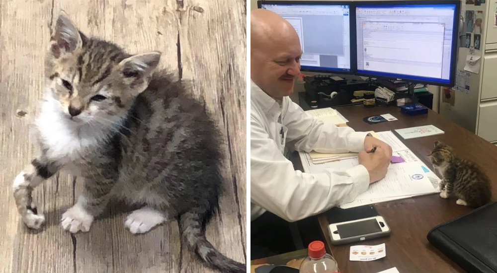 Un gatito rescatado insiste en quedarse con el policía que lo ayudó cuando otros no pudieron Un gatito rescatado insiste en quedarse con el policía que lo ayudó cuando otros no pudieron
