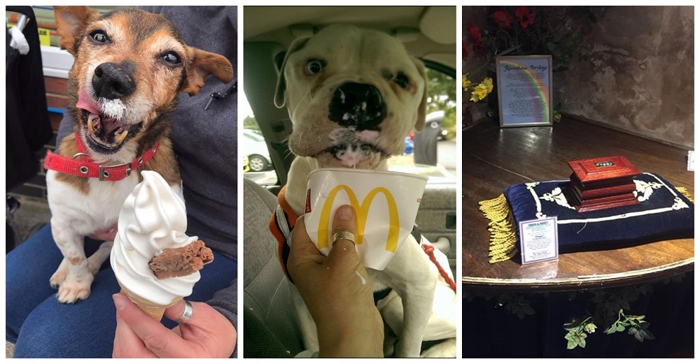 Acoge en su casa a perritos abandonados a punto de fallecer y les da sus mejores últimos días Acoge en su casa a perritos abandonados a punto de fallecer y les da sus mejores últimos días