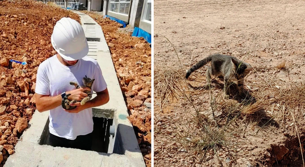 Gatito callejero se hace amigo de un ingeniero en una construcción, lo abraza y no lo deja ir Gatito callejero se hace amigo de un ingeniero en una construcción, lo abraza y no lo deja ir