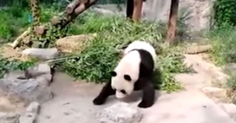 Turistas apedrean a un oso panda sólo para que se despierte y los entretenga