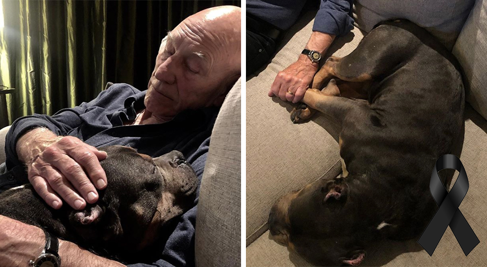 Consigue un hogar feliz a los 10 años junto a Patrick Stewart pero su duro pasado fue más fuerte Consigue un hogar feliz a los 10 años junto a Patrick Stewart pero su duro pasado fue más fuerte