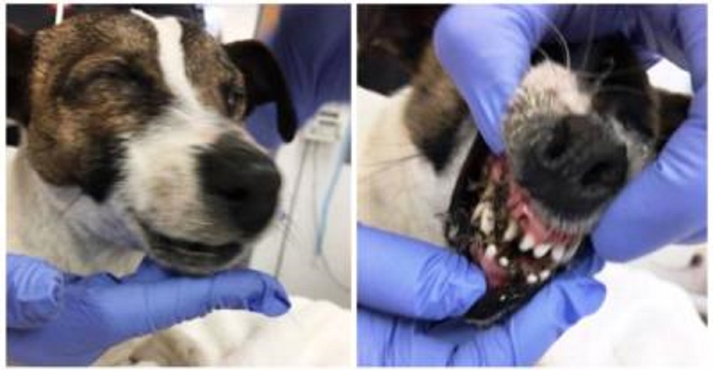Encuentran a una perrita de 8 meses con los ojos y el hocico sellados con pegamento Encuentran a una perrita de 8 meses con los ojos y el hocico sellados con pegamento