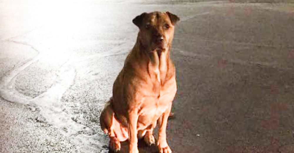 Se hacía pasar por «perrita callejera» para que le dieran comida pero su dueña lo aclaró todo Se hacía pasar por «perrita callejera» para que le dieran comida pero su dueña lo aclaró todo