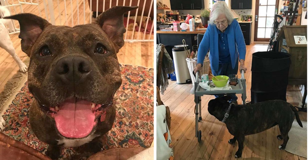 Una perrita recién adoptada decide caminar siempre junto a su abuelita para evitar que tropiece Una perrita recién adoptada decide caminar siempre junto a su abuelita para evitar que tropiece