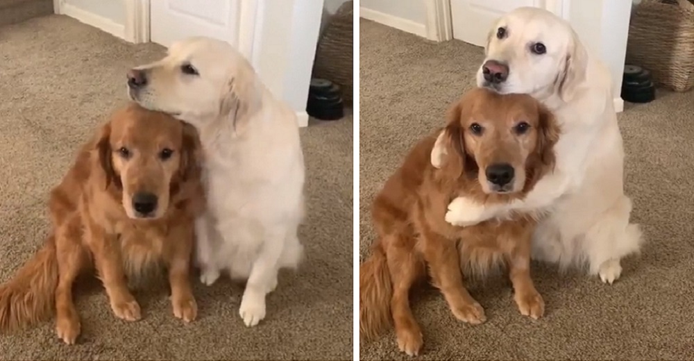 Sabe que se ha portado mal y descubre la manera más tierna de disculparse con su hermano Sabe que se ha portado mal y descubre la manera más tierna de disculparse con su hermano