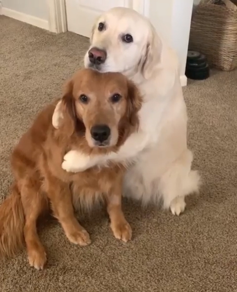 Sabe que se ha portado mal y descubre la manera más tierna de disculparse  con su hermano - Zoorprendente