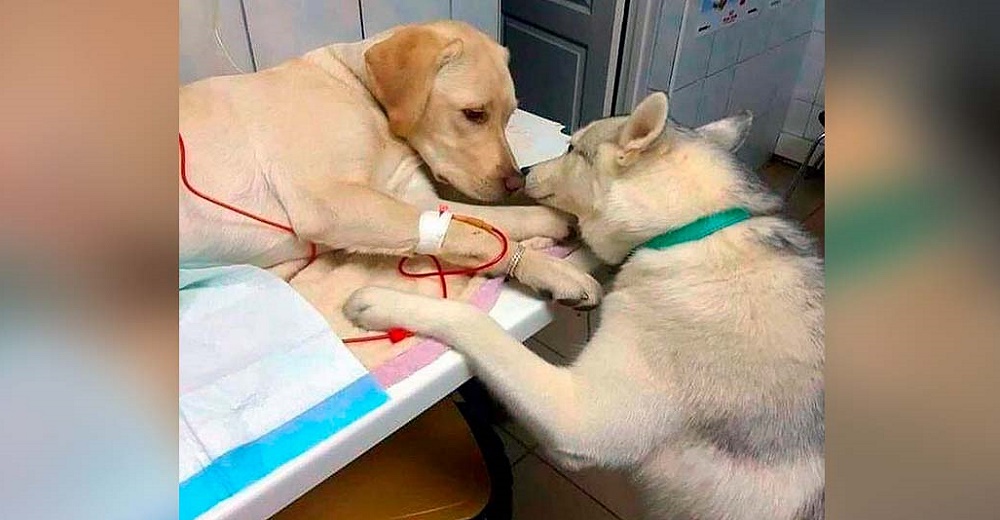 Este veterinario tiene un singular asistente que ayuda a los pacientes a sentirse mejor