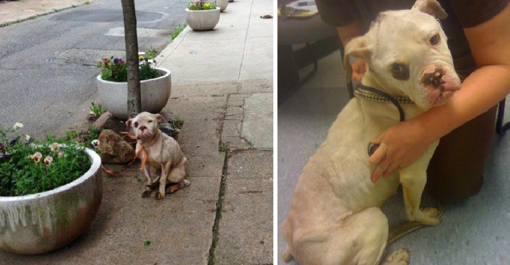Un cartero encuentra a una angustiada perrita sujeta a un árbol y cambia su vida para siempre Un cartero encuentra a una angustiada perrita sujeta a un árbol y cambia su vida para siempre