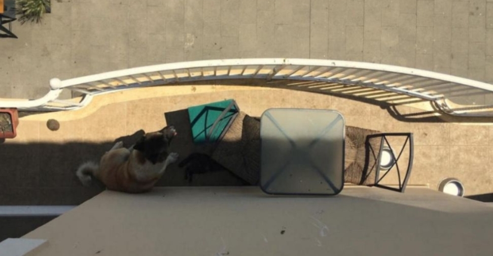 Los dejaron encerrados durante días en un balcón, sin agua y comida bajo el sol a 38 grados Los dejaron encerrados durante días en un balcón, sin agua y comida bajo el sol a 38 grados